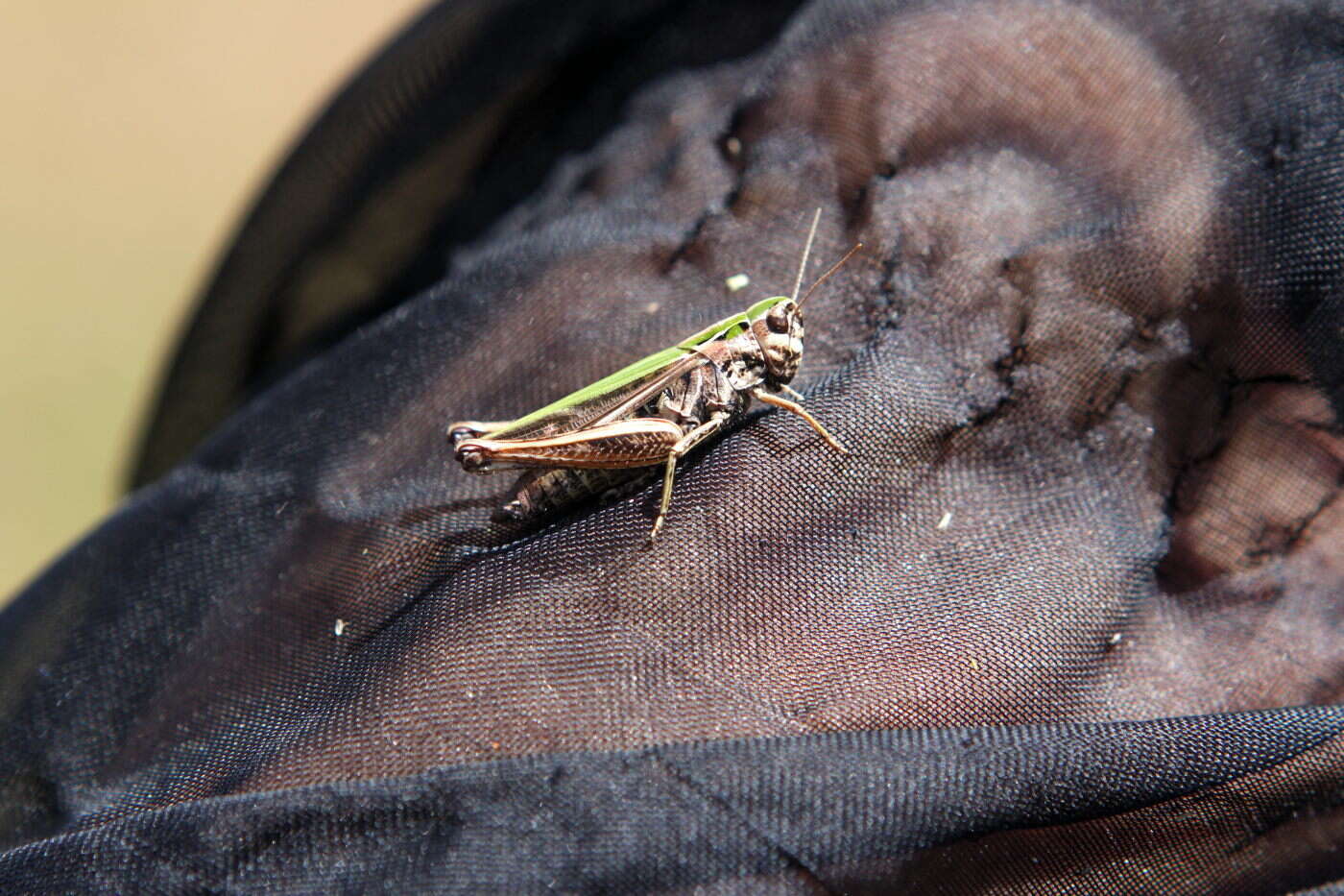 Image of Common green grasshopper