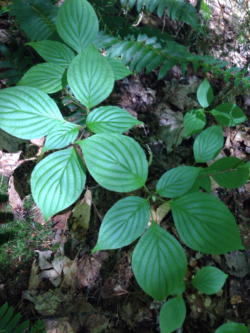 Image of roundleaf dogwood