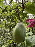 Image de Passiflora longipes A. Juss.