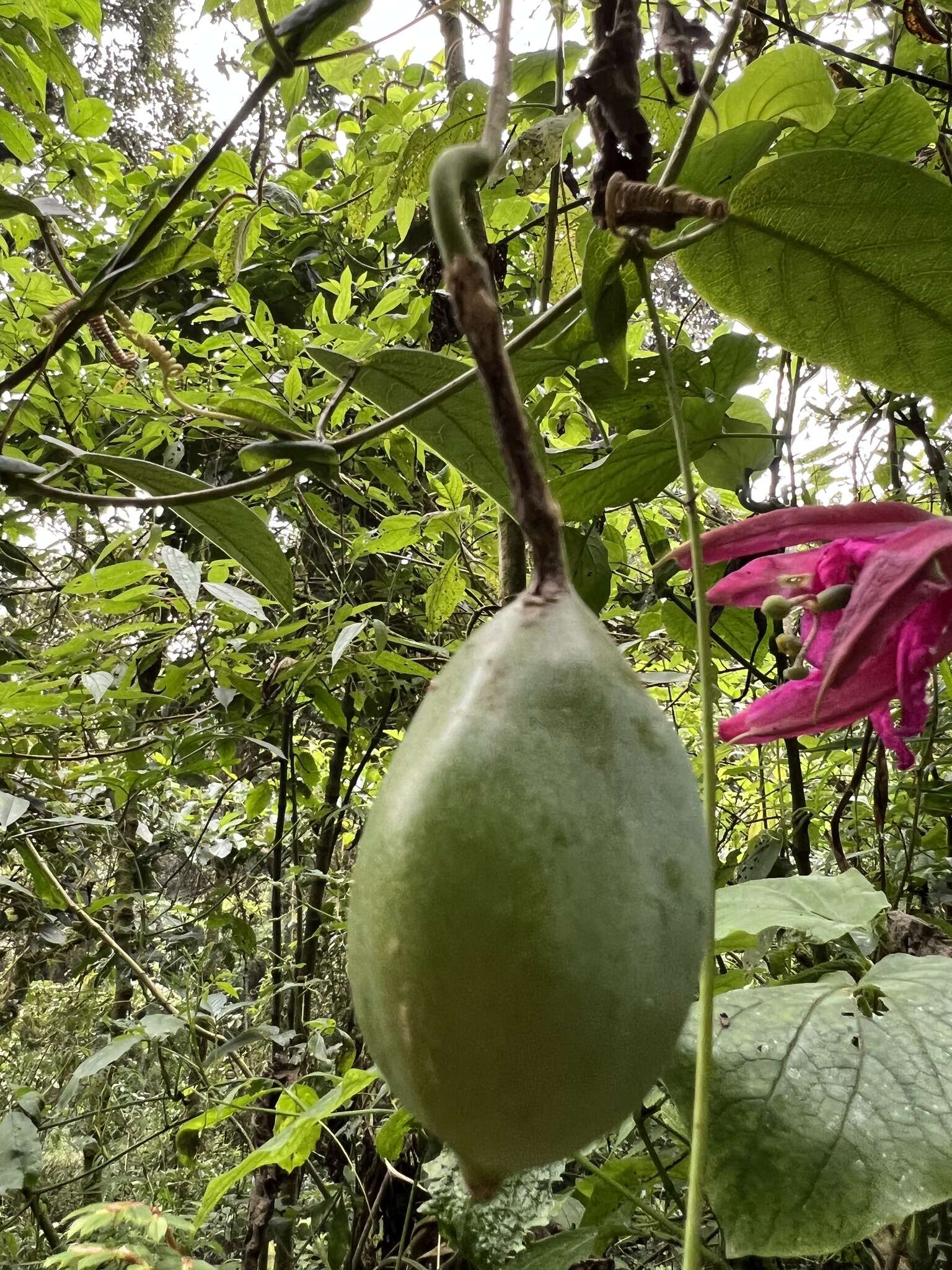 Image de Passiflora longipes A. Juss.