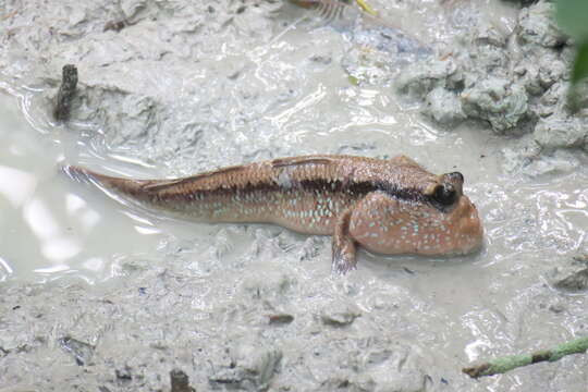 Image of Giant mudskipper