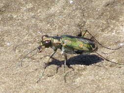 Plancia ëd Cicindela (Cicindelidia) trifasciata sigmoidea Le Conte 1851