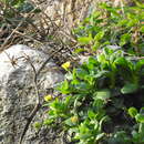 Image of Calendula suffruticosa subsp. algarbiensis (Boiss.) Nym.