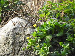 Image of Calendula suffruticosa subsp. algarbiensis (Boiss.) Nym.