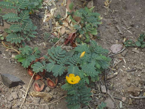Image of Jamaican feverplant