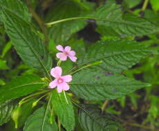 Image de Impatiens dasysperma Wight