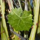 Sivun Cnidoscolus rotundifolius (Müll. Arg.) McVaugh kuva