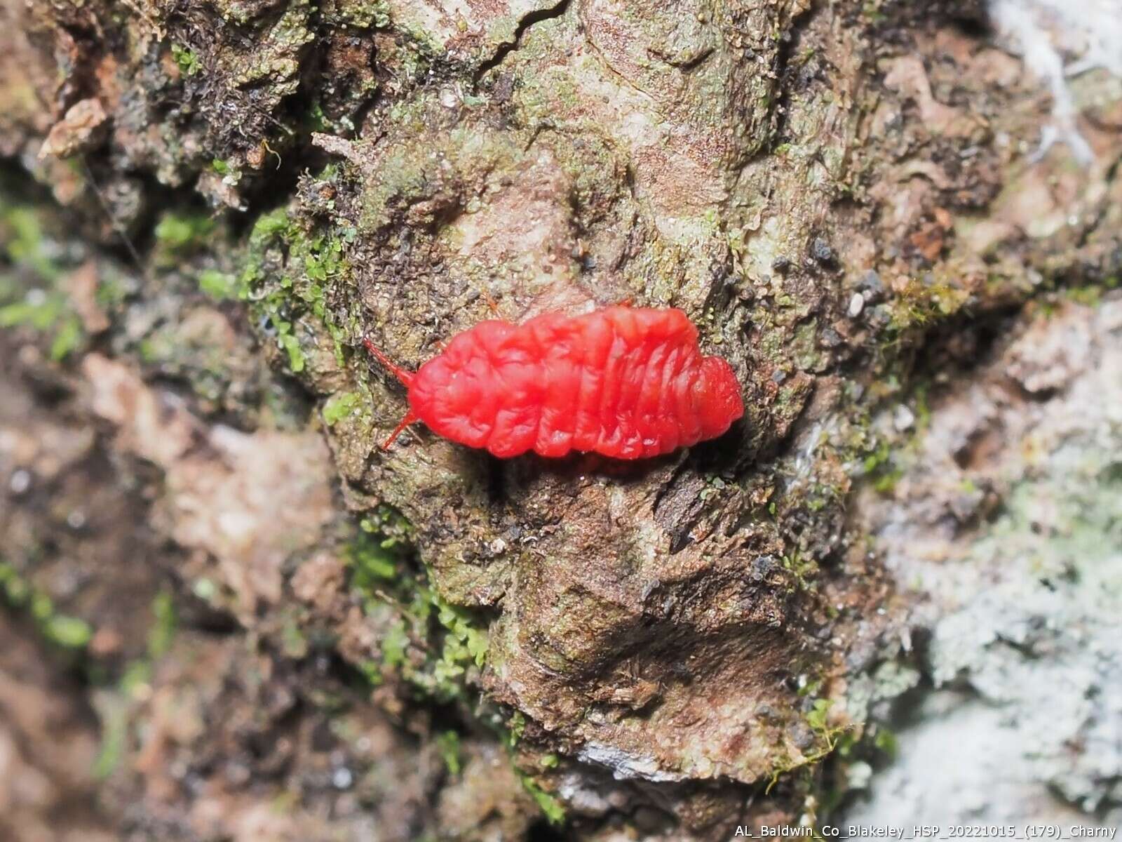 Image of Neosteingelia texana Morrison 1927