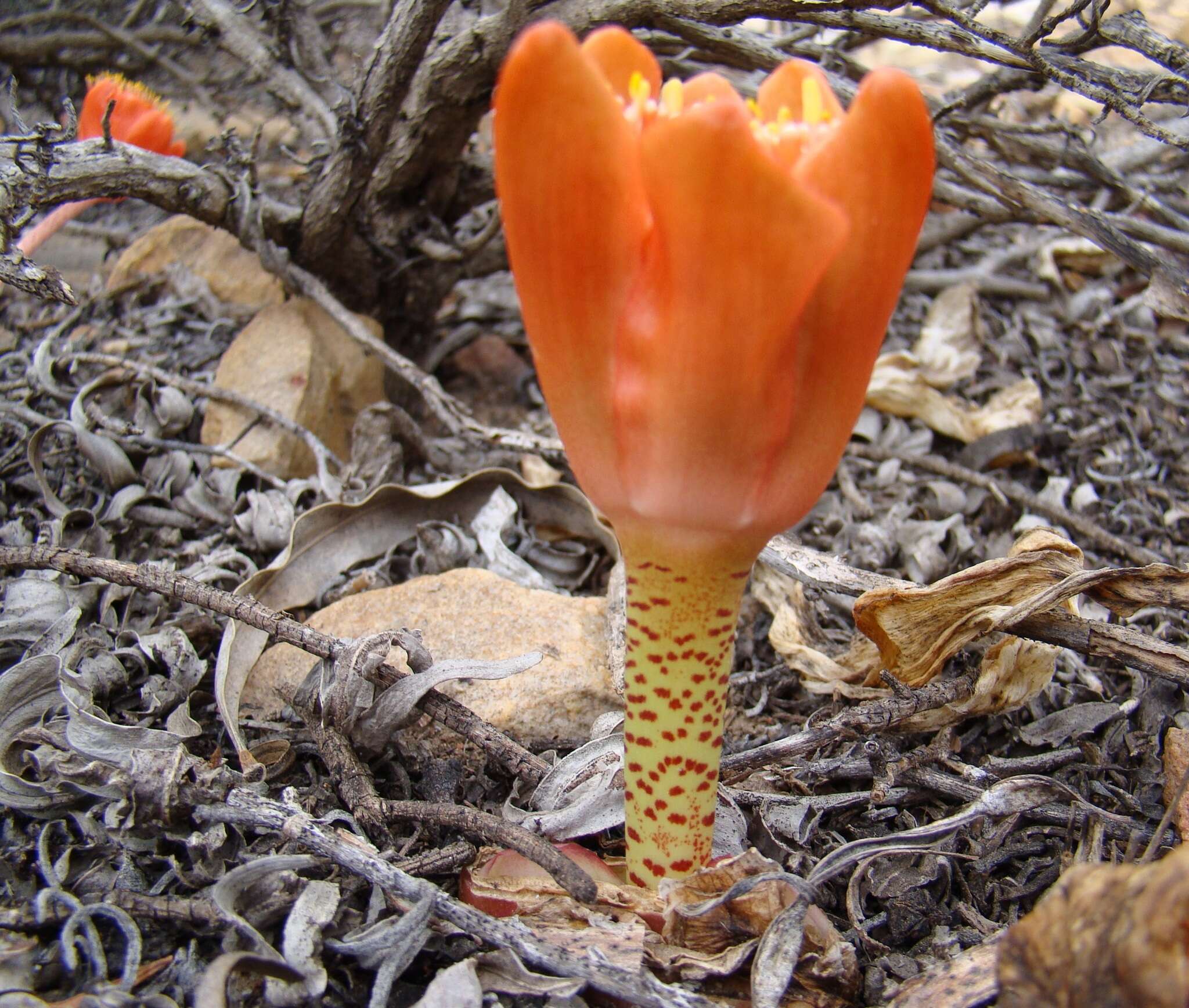 Imagem de Haemanthus coccineus L.