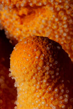 Imagem de Alcyonium digitatum Linnaeus 1758