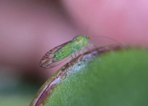 Platycorypha resmi