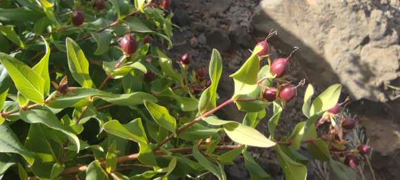 Image of Hypericum grandifolium Choisy