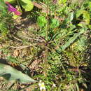 Plancia ëd Heliophila diffusa var. diffusa