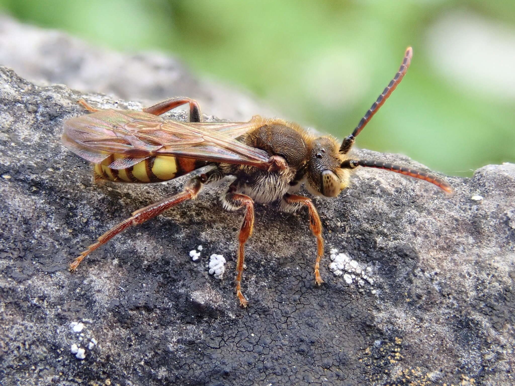 Image of Nomada flava Panzer 1798