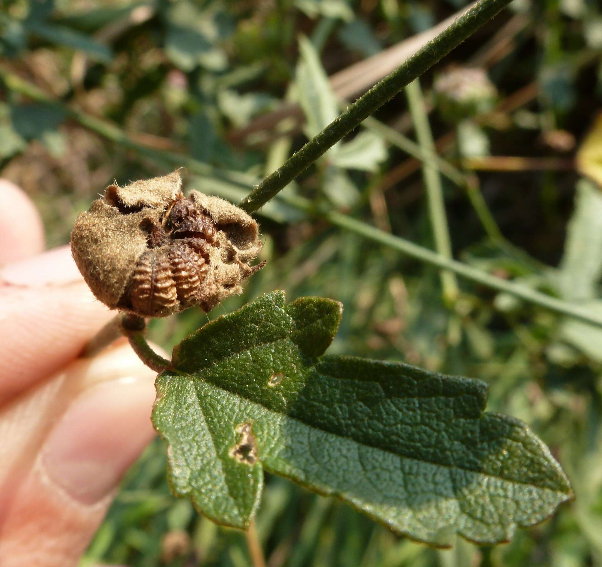 Image of palm-leaf marshmallow