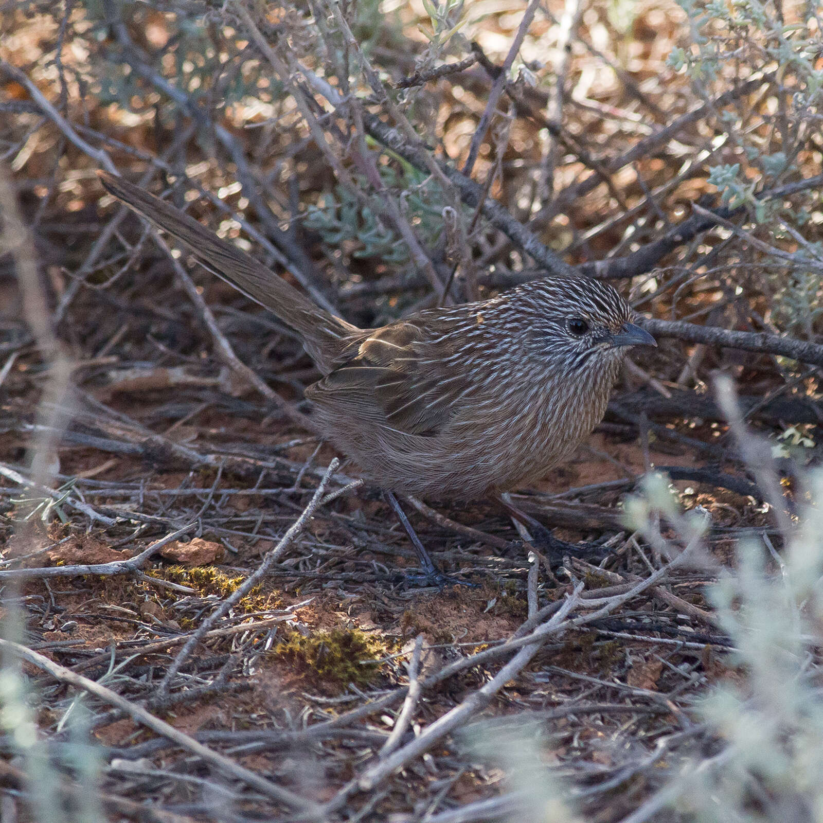 Image of Thick-billed Grasswren