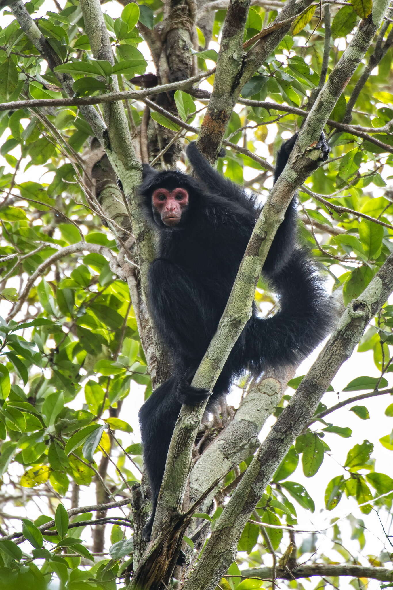 Image of Red-faced Spider Monkey
