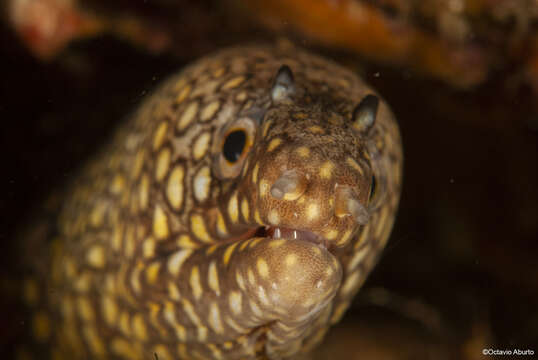 Image of Jewel moray