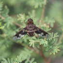 Image of Exoprosopa pueblensis Jaennicke 1867