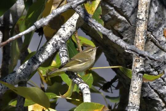 Image of Hume's Leaf Warbler