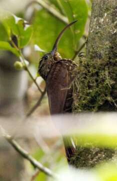 Image of Brown-billed Scythebill