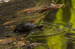 Image of Trachemys stejnegeri vicina (Barbour & Carr 1940)