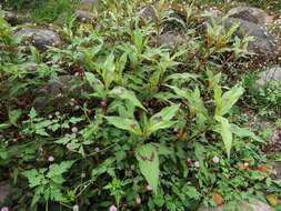 Image of Persicaria barbata (L.) H. Hara