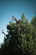 Image of Guadalupe island pine