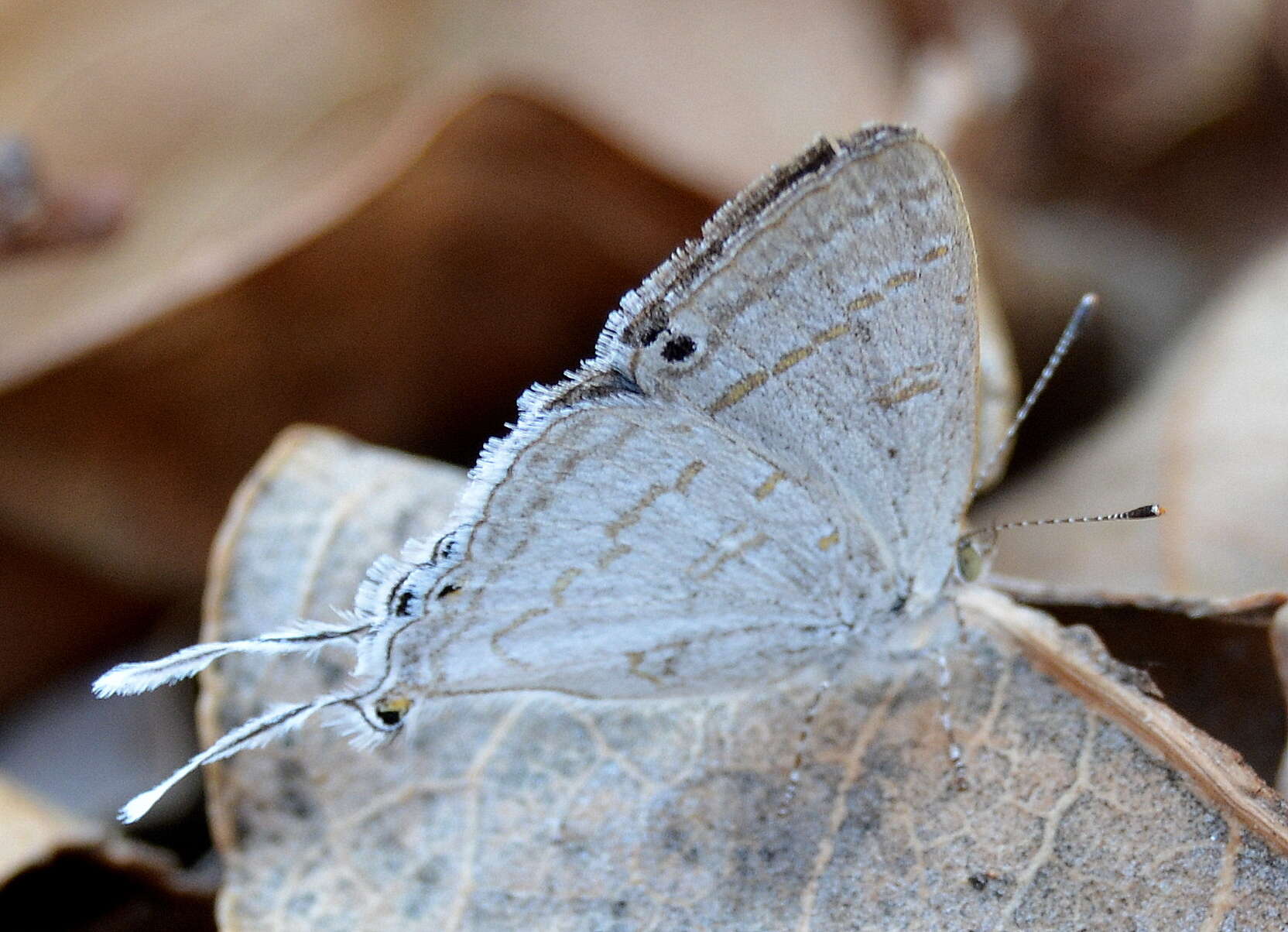 Image of Leptomyrina hirundo (Wallengren 1857)