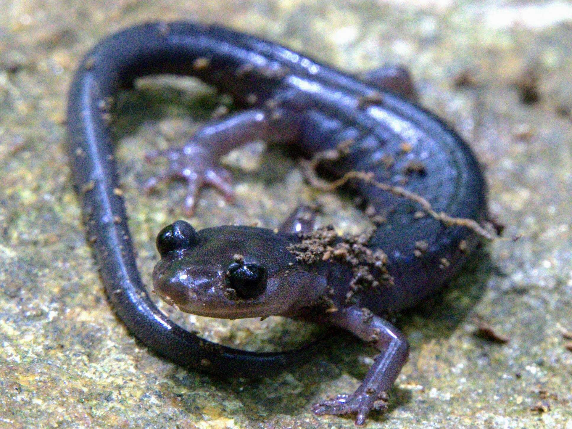 Image of Plethodon metcalfi Brimley 1912