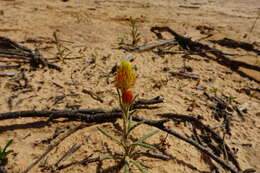 Imagem de <i>Waitzia <i>acuminata</i></i> var. acuminata