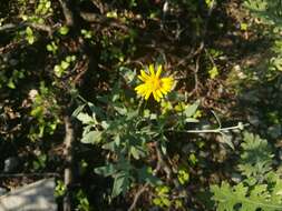 Image of hairyseed bahia