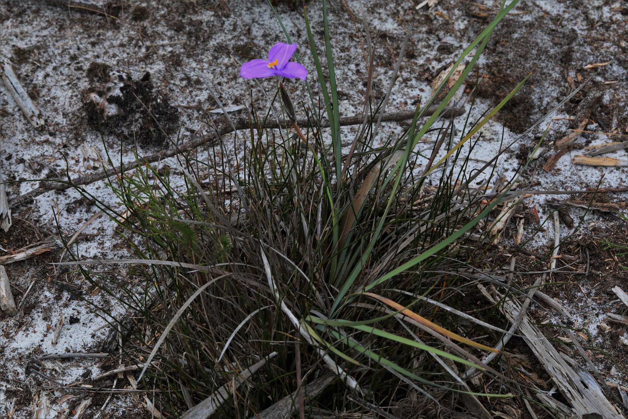 Image of Patersonia sericea R. Br.