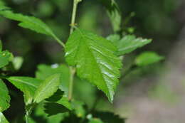 Image of Suksdorf's Hawthorn