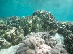 Image of Mustard yellow massive column coral