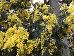 Image of Silver Wattle