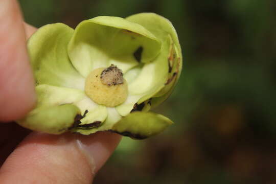 Image of Cymbopetalum hintonii Lundell