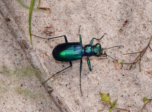 Image of Cicindela (Cicindela) scutellaris rugata Vaurie 1950