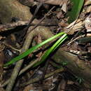 Image of Dieffenbachia paludicola N. E. Br. ex Gleason