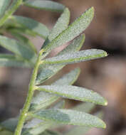 Image of northern freckled milkvetch