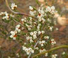 Image of Cryptandra tomentosa Lindl.