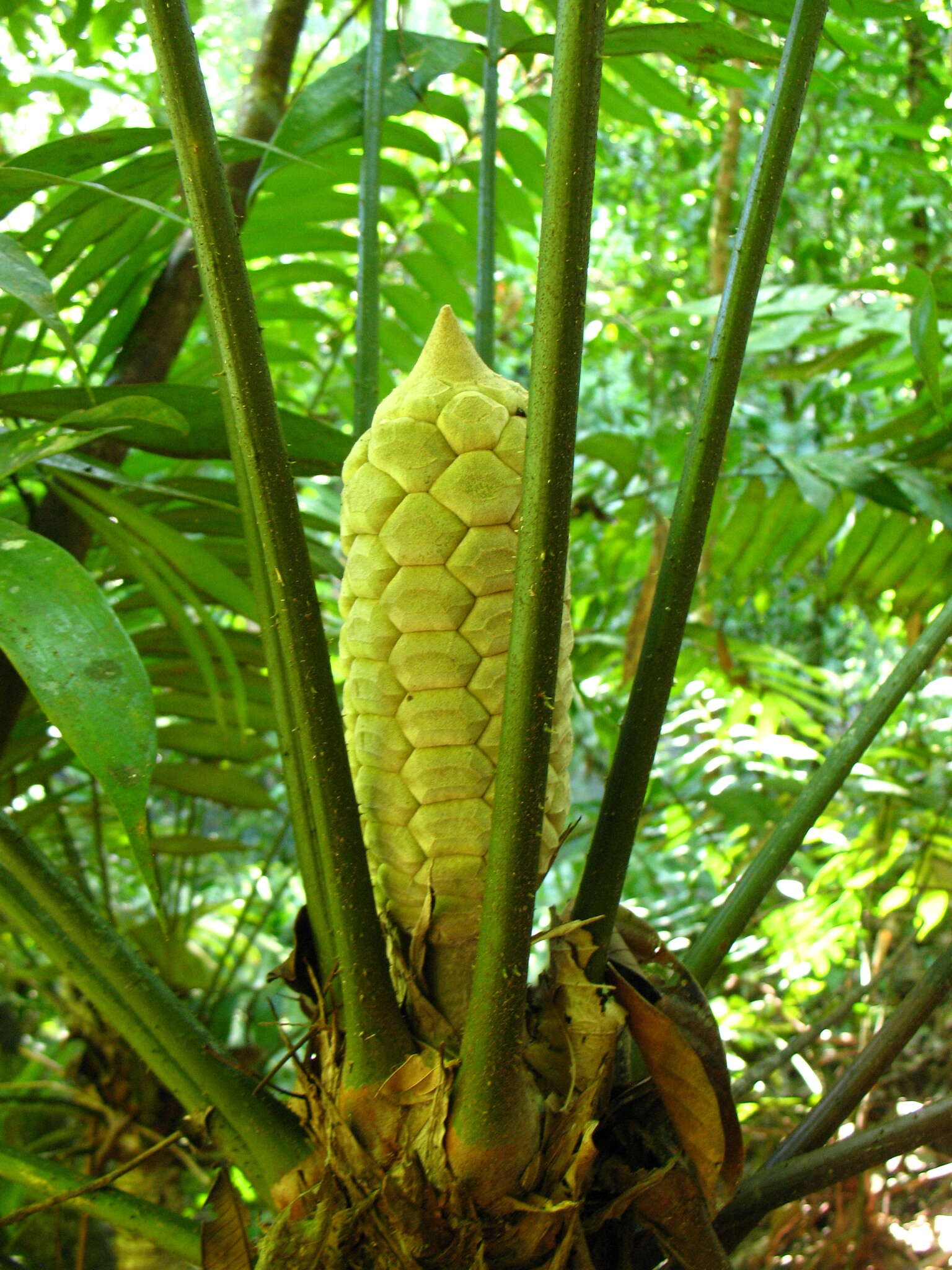 Image of Zamia fairchildiana L. D. Gómez