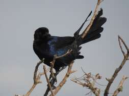 Image of Boat-tailed Grackle