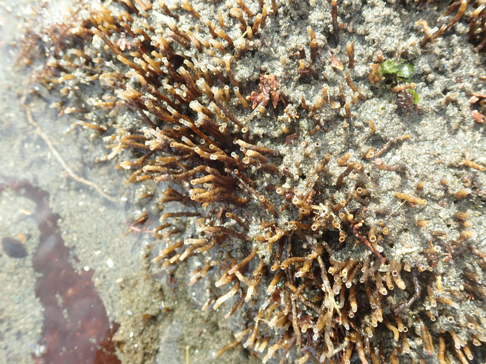 Image of glassy tubeworm