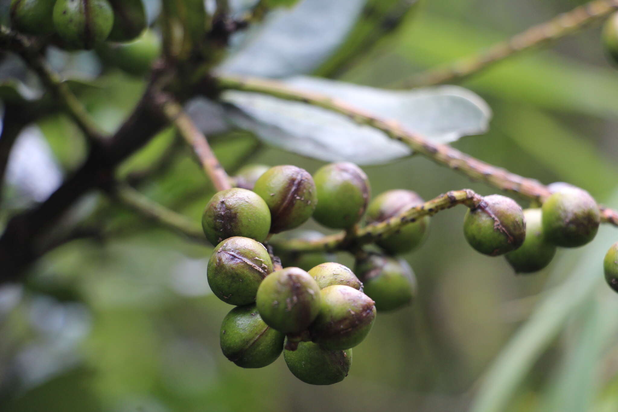 Imagem de Prunus buxifolia Koehne