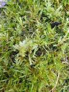 Image of calliergonella moss