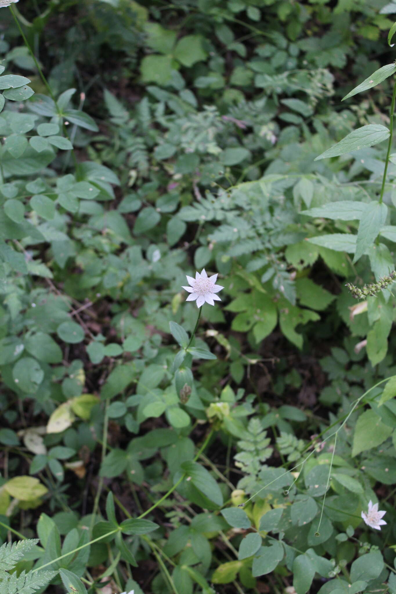 Imagem de Astrantia maxima Pall.