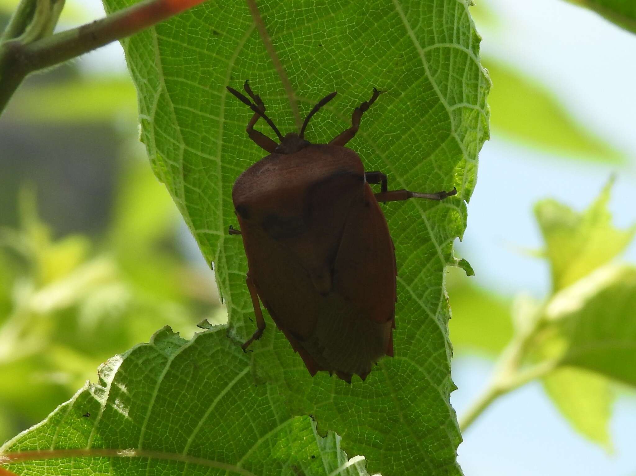 Image of litchi giant stink bug