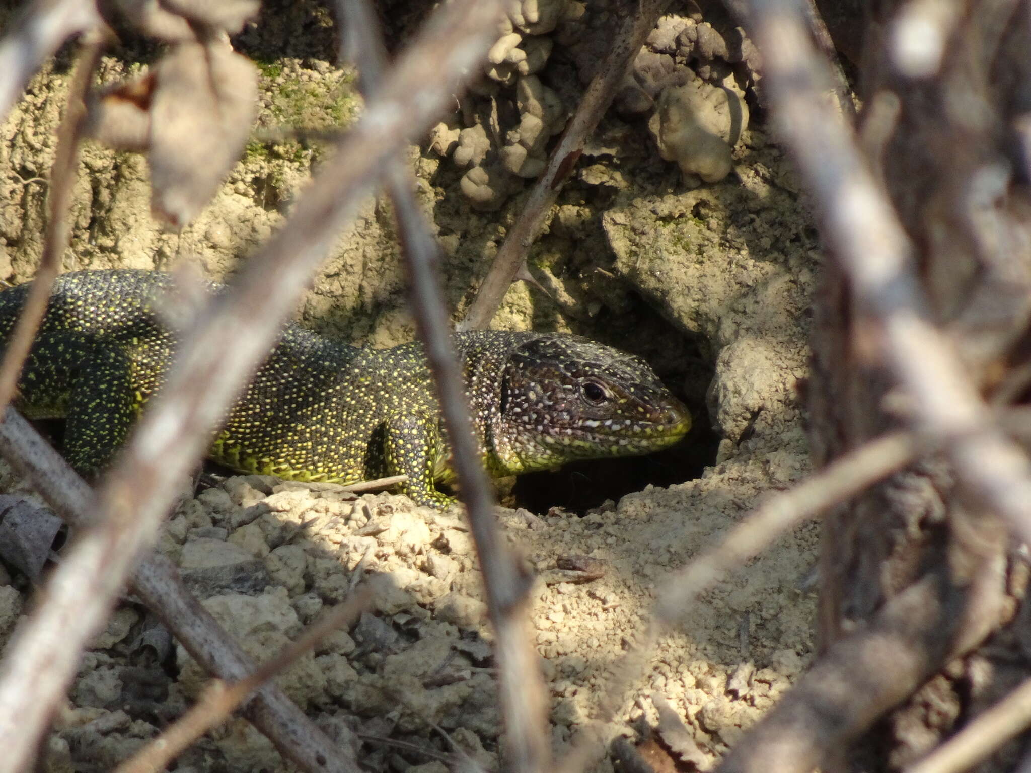 Image of Lacerta bilineata bilineata Daudin 1802