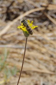 Image of fineleaf hymenopappus